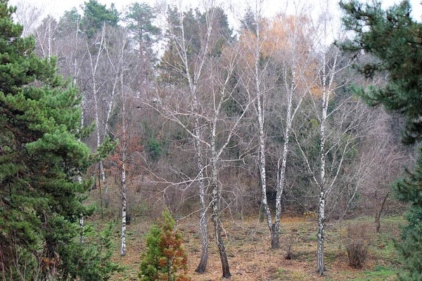 Couleurs d'automne vives dans le parc de la ville — Photo