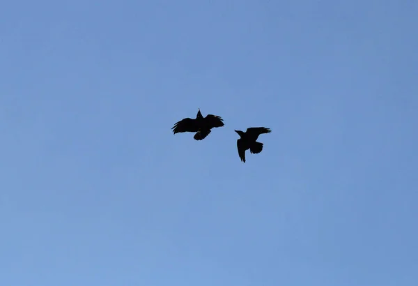 Batalha aérea entre dois corvos — Fotografia de Stock