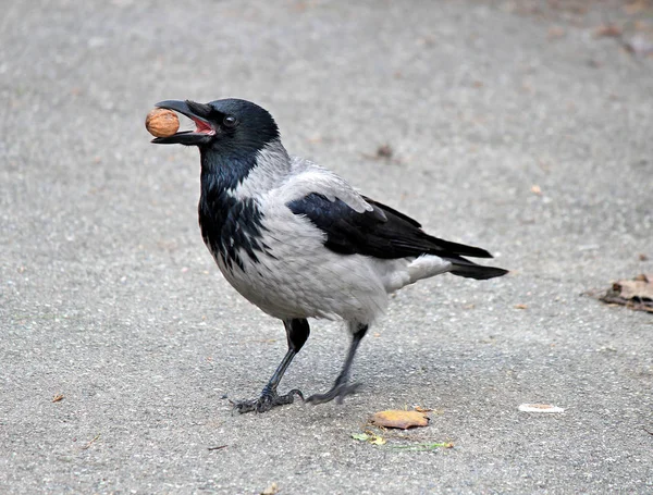 Crow tries to break nut about hard asphalt — Stock Photo, Image