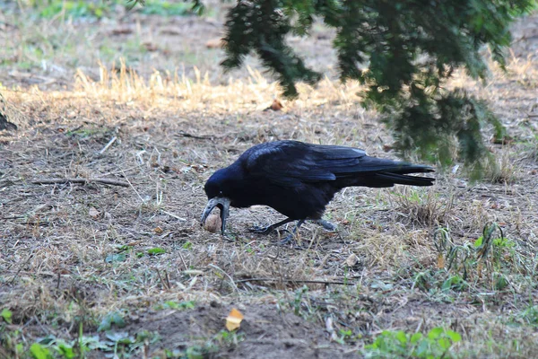 Corvo de beleza encontrou uma noz saborosa na grama — Fotografia de Stock