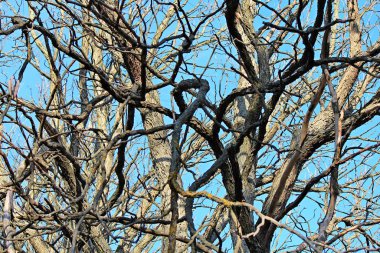 Sonbahar parkında yapraksız ağaçlar