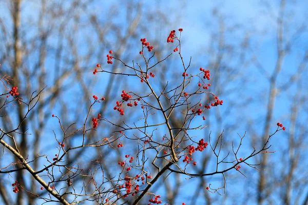 Arbusto rowan sem folhas no parque de outono — Fotografia de Stock