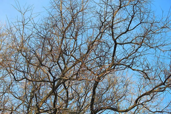 Bladloze bomen in het herfstpark — Stockfoto