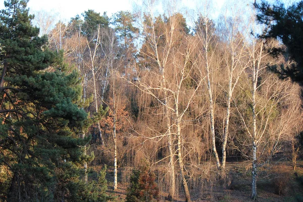 Мальовничий березовий гай в осінньому парку — стокове фото