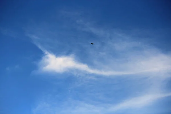 Pássaro solitário voa nas nuvens no céu infinito — Fotografia de Stock