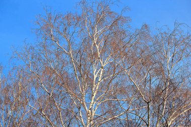 Sonbahar parkında yapraksız ağaçlar