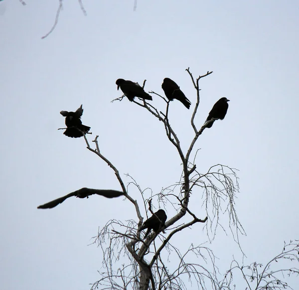 Flock of ravens on an autumn leafless tree — Stock Photo, Image