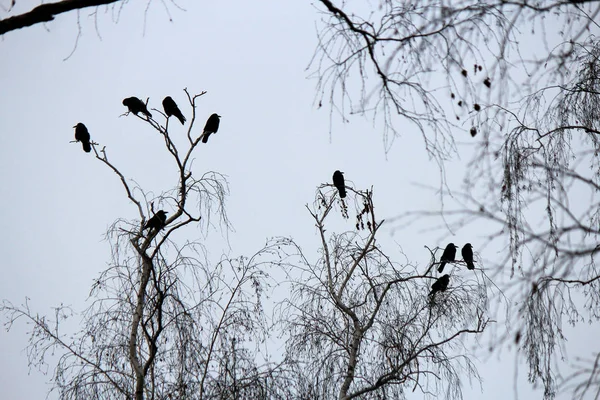 Rebanho de corvos em uma árvore sem folhas de outono — Fotografia de Stock