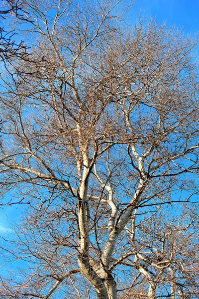 Árvores sem folhas no parque de outono — Fotografia de Stock