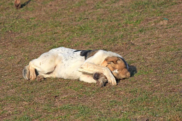 El perro se acuesta a descansar en una ladera —  Fotos de Stock