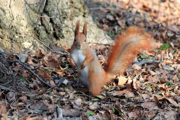 Śmieszne wiewiórka pozowanie do zdjęcia — Zdjęcie stockowe
