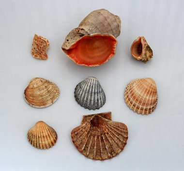 diverse shells