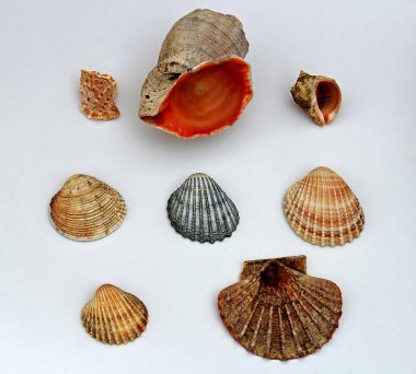 diverse shells