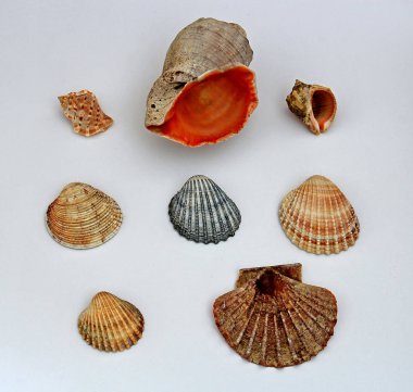 diverse shells