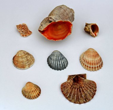 diverse shells