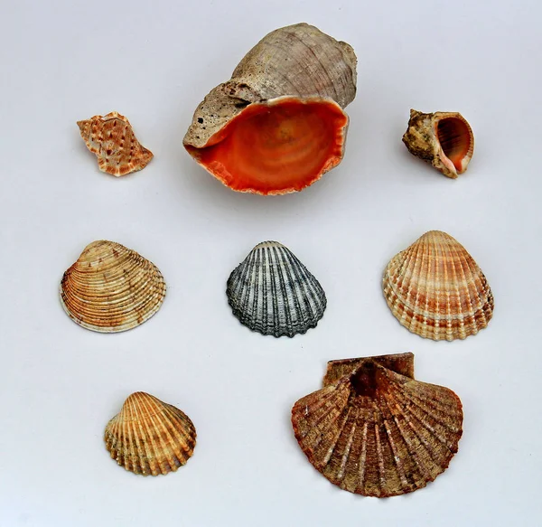 Diverse shells — 스톡 사진