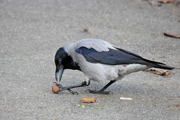 Crow tries to break nut about hard asphalt — Stock Photo, Image