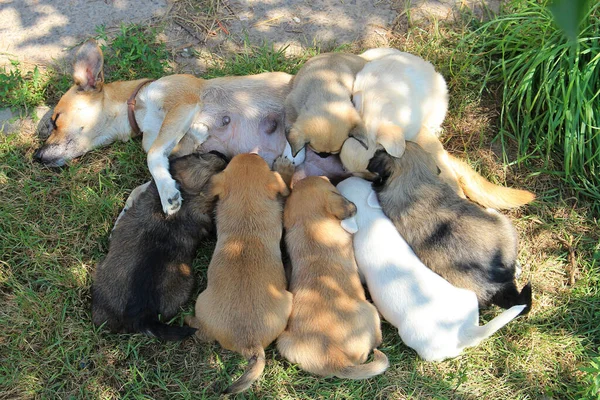 Puppies suck mother's milk — Stock Photo, Image