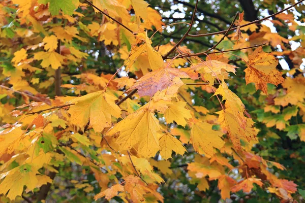 Heldere herfstkleuren in het stadspark — Stockfoto
