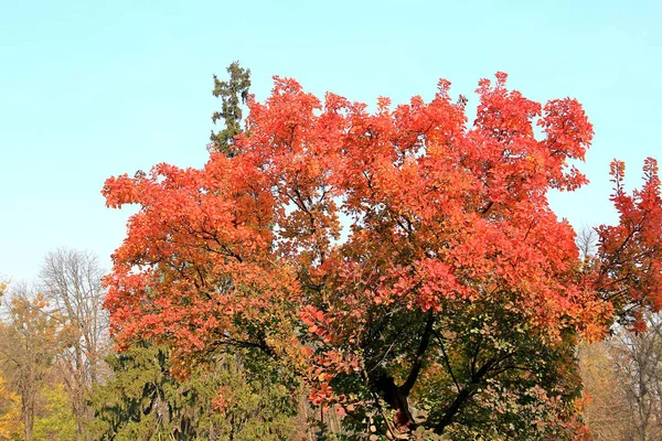 Helle Herbstfarben im Stadtpark — Stockfoto