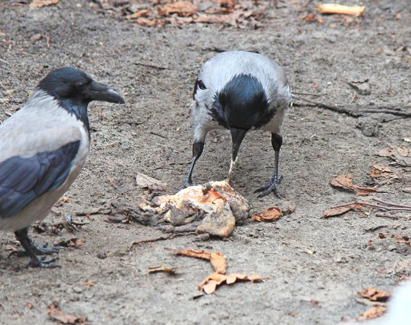 Ворона нашла вкусный кусок мяса — стоковое фото