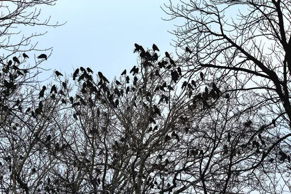 Bandada Cuervos Árbol Sin Hojas Otoño — Foto de Stock