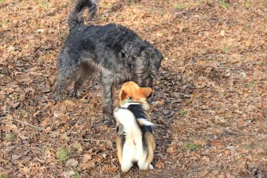 İlkbaharda parkta rastlantısal bir tanıdık.