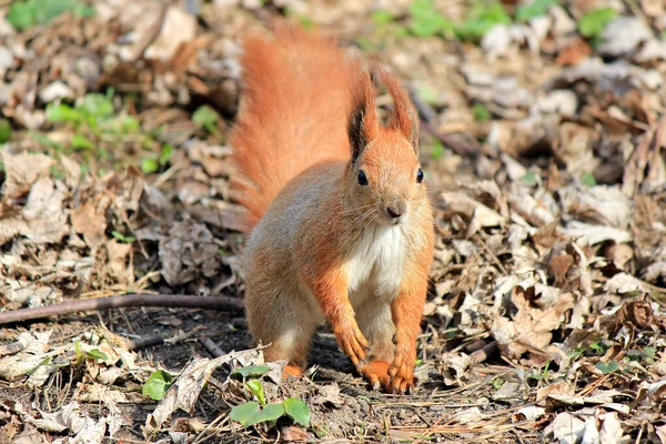 Écureuil Pose Supplie Pour Nourriture — Photo