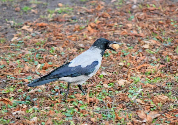 Crow Found Delicious Nut Grass — Stock Photo, Image