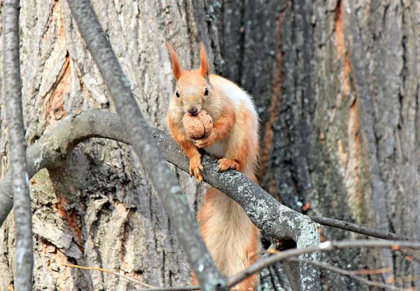 Ardilla Una Rama Árbol Roe Una Deliciosa Nuez — Foto de Stock