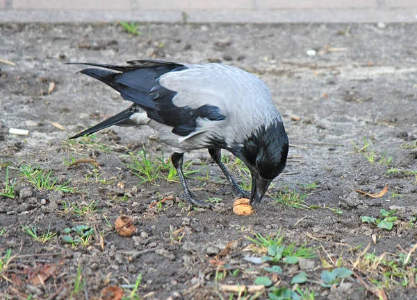 Crow Managed Crack Hard Nut — Stock Photo, Image