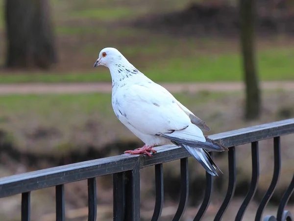 Portrait Lonely Beautiful Bored Pigeon — Stock Photo, Image