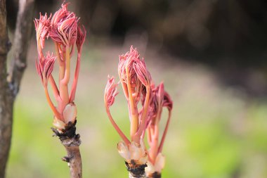 Sabah güneşinde ilk bahar tomurcukları