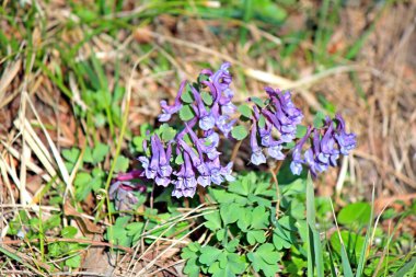 İlk bahar çiçekleri geçen yılın yaprakları arasında filizlenir.
