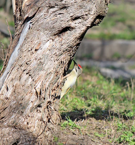 Sıra dışı renkte ağaçkakan ağaç kabuğundan bir böcek çıkarır.