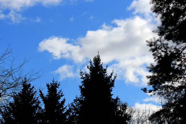 Silueta Jedle Pozadí Malebné Jarní Oblohy — Stock fotografie