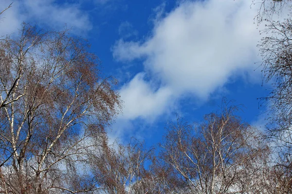 Silhueta Bétulas Contexto Céu Primavera Pitoresco — Fotografia de Stock