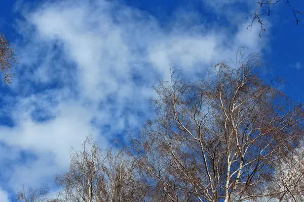 Silhueta Bétulas Contexto Céu Primavera Pitoresco — Fotografia de Stock