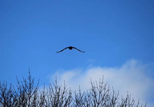 bird flight in the endless spring sky