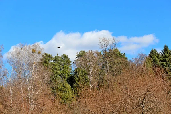 Vol Oiseau Dans Ciel Printanier Sans Fin — Photo