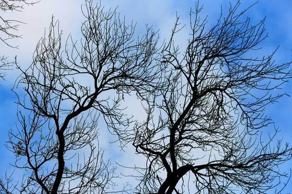 Bosque Sem Folhas Contra Céu Primavera — Fotografia de Stock