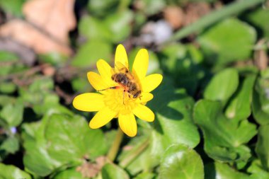 İlk bahar çiçekleri geçen yılın yaprakları arasında filizlenir.