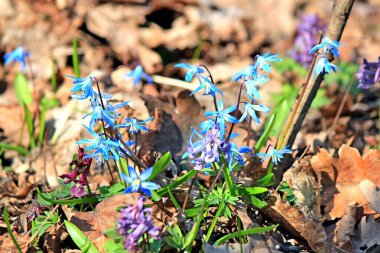 İlk bahar çiçekleri geçen yılın yaprakları arasında filizlenir.