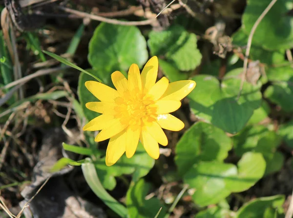 最初の春の花は去年の葉から芽吹き — ストック写真