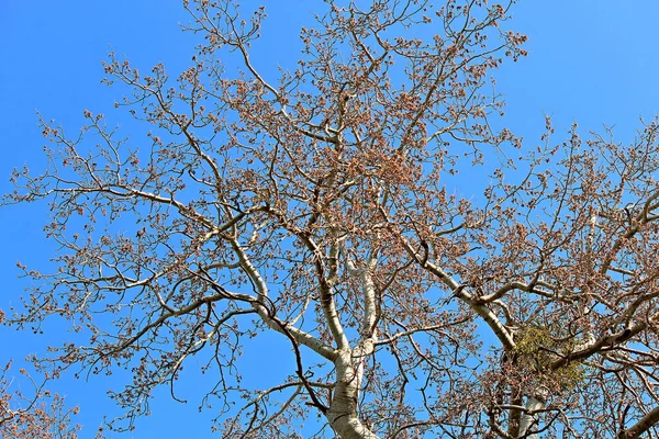 silhouette of birch trees on a background of picturesque spring sky