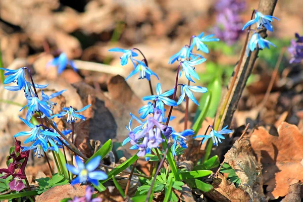 First Spring Flowers Sprout Last Year Leaves — Stock Photo, Image