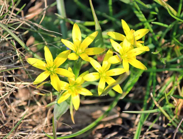 最初の春の花は去年の葉から芽吹き — ストック写真