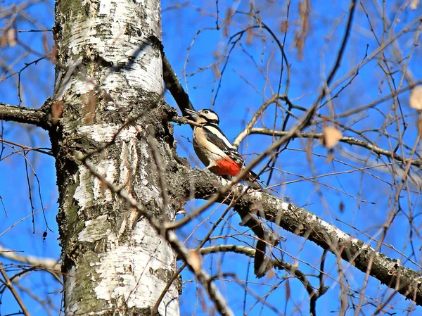啄木鸟清除了桦树枝上的虫子 — 图库照片