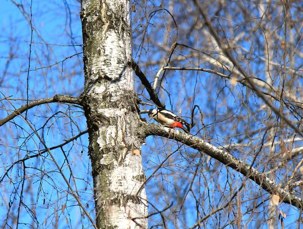 啄木鸟清除了桦树枝上的虫子 — 图库照片