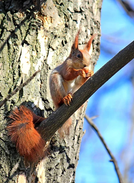 Divertente Scoiattolo Mangia Una Deliziosa Noce Ramo Albero — Foto Stock